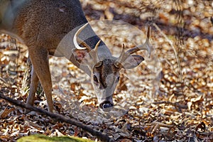 Young male white-tail deer