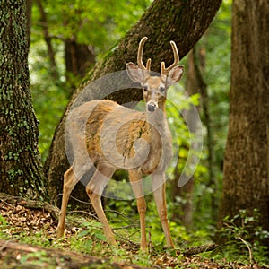 Young male White Tail Deer