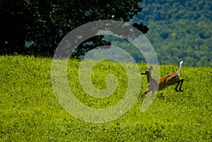 Young male white tail deer running through Vermont