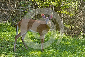 A Young male white tailed deer