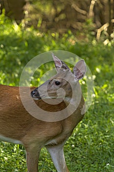 A Young male white tailed deer