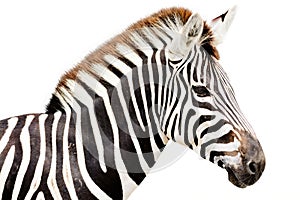 Young male zebra head