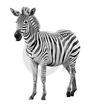 Young male zebra isolated