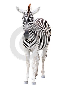 Young male zebra isolated