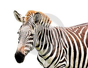 Young male zebra isolated