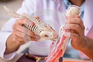 Young male zoologist examining fish skeleton