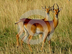 Young males of Uganda`s kobs in the Savannah