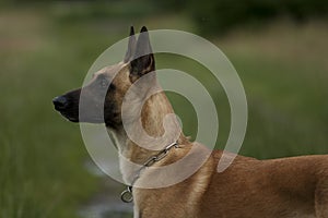 Young Malinois with collar on a meadow as a portrait