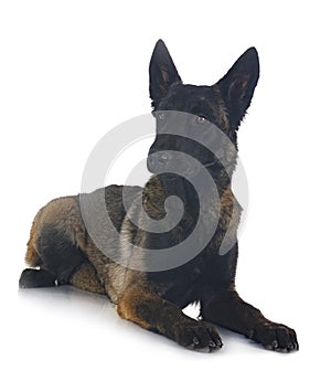 young malinois in studio