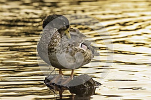 Young mallard duck cleaning feathers during golden hour