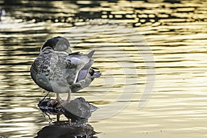 Young mallard duck cleaning feathers during golden hour