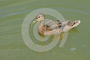 Young Mallard duck drake