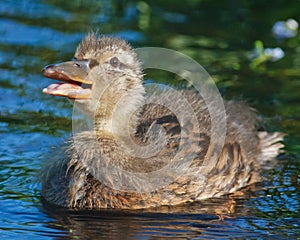 Young Mallard Duck