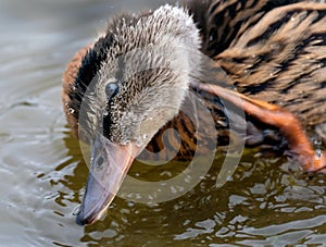 Young Mallard duck on fresh water lake.