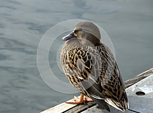 Young mallard duck