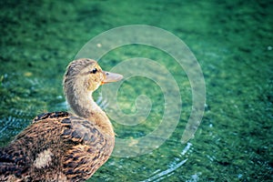 Young mallard duck swimming at the duck pond at the park