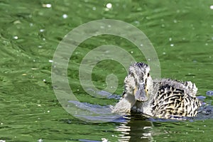 Young mallard duck swimming in green pond