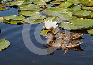 Young mallard duck on water surface