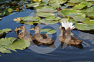 Young mallard duck on water surface