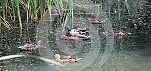 Young Mallard ducks flutter their wings, dive and swim in the lake, with rushes