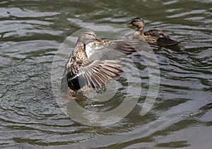 Young Mallard ducks flutter their wings, dive and swim in the lake with rushes