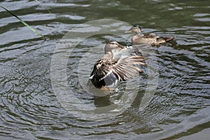 Young Mallard ducks flutter their wings, dive and swim in the lake with rushes