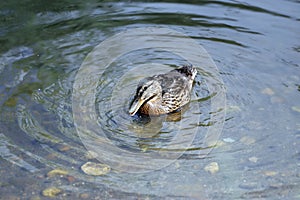 Young Mallard ducks flutter their wings, dive and swim in the lake with rushes