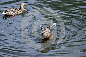 Young Mallard ducks flutter their wings, dive and swim in the lake with rushes. Underdeveloped wings