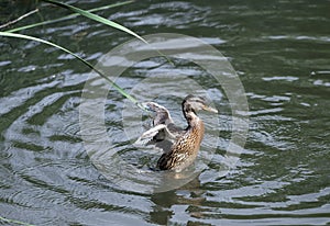 Young Mallard ducks flutter their wings, dive and swim in the lake with rushes. Underdeveloped wings