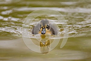 A young mallard swimming on a pond