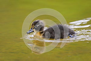 A young mallard swimming on a pond