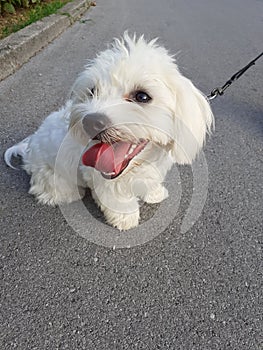 Young Maltese dog on a walk in a summer afternoon with tongue out of the mounth for chilling