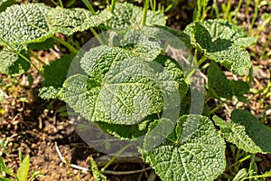 Young malva leaves close up photo