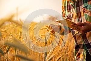 Young man agriculture engineer squatting in gold wheat field