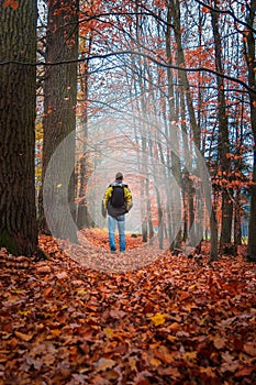 Young man from back walking on autumn red foliage leaves foothpath in forest with mystery fog. Czech landscape