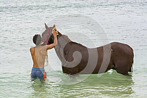 Young man bathing horse Cape verde