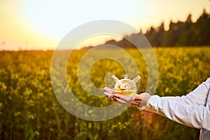 A young man biologist or agronomist examines the quality of rapeseed oil on a rape field. Agribusiness concept