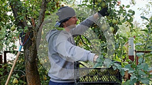 A young man in a black bandana plucks ripe pears. Gardening.