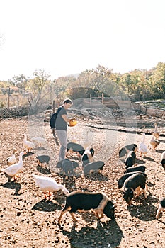Young man with a bowl in his hands stands in the park and feeds fluffy little pigs and white geese
