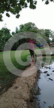 A young man carrying paddy plants on his head