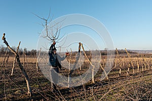 Young man in casual clothes stands among the old garden with sawn trunks and holds branch on his head, blue sky on the photo