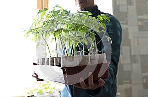 Young man in checkered jacket holding pallet with tomato seedlings growing in eco paper cups against background of light window