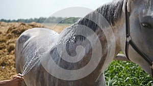 Young man cleaning the horse by a hose with water stream outdoor. Horse getting cleaned. Guy cleaning body of the horse