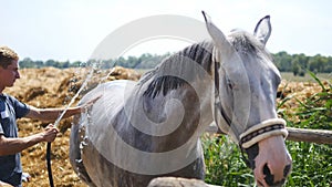 Young man cleaning the horse by a hose with water stream outdoor. Horse getting cleaned. Guy cleaning body of the horse