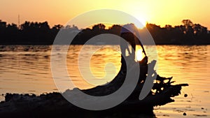 Young man climbs the tree roots on a lake bank in slo-mo