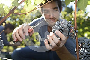 Young man cutting grapes in vineyard