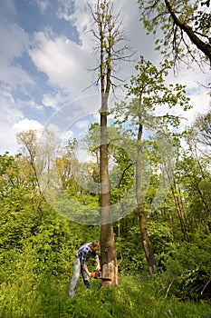 Young man cutting tree