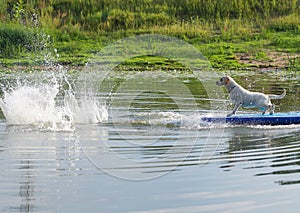 The young man and dog in the boat. The jumps from the in water.