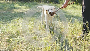 Young man and dog playing with wooden stick outdoor at nature. Labrador or golden retriever and his male owner spend