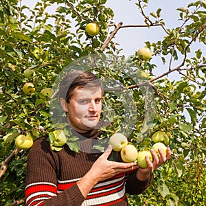 A young man enjoys harvesting apples